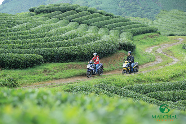 du lịch Mộc Châu 2 ngày 1 đêm tự túc 4