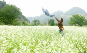 moc-chau-mua-hoa-cai-5